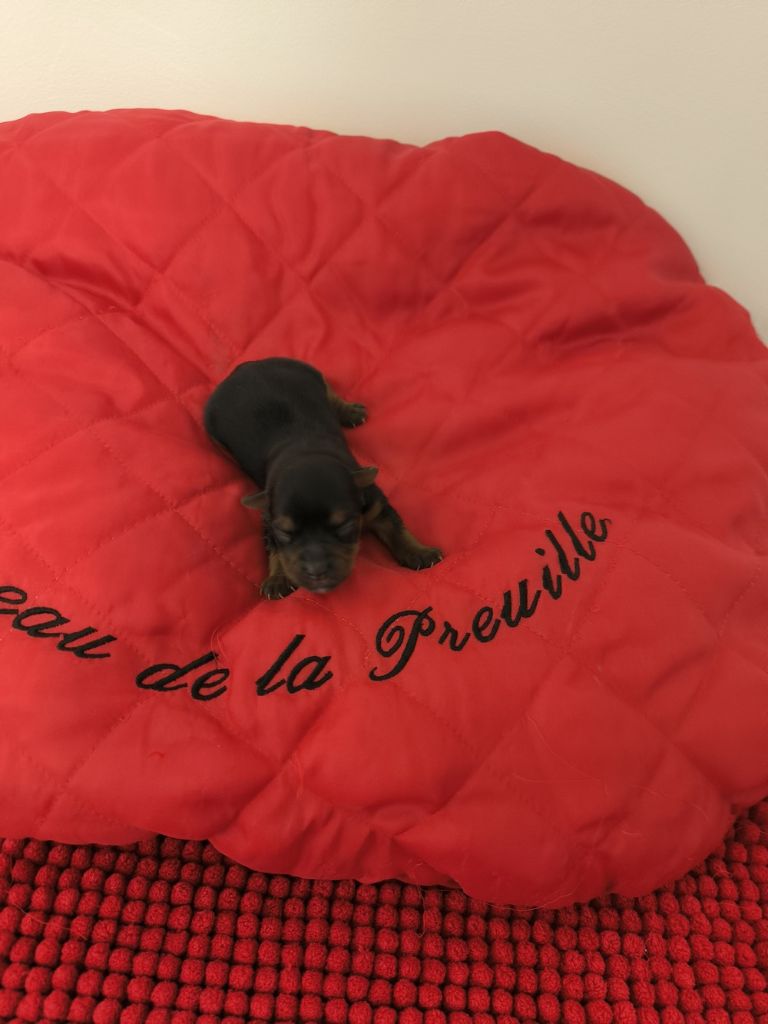 du hameau de la preuille - Chiot disponible  - Yorkshire Terrier