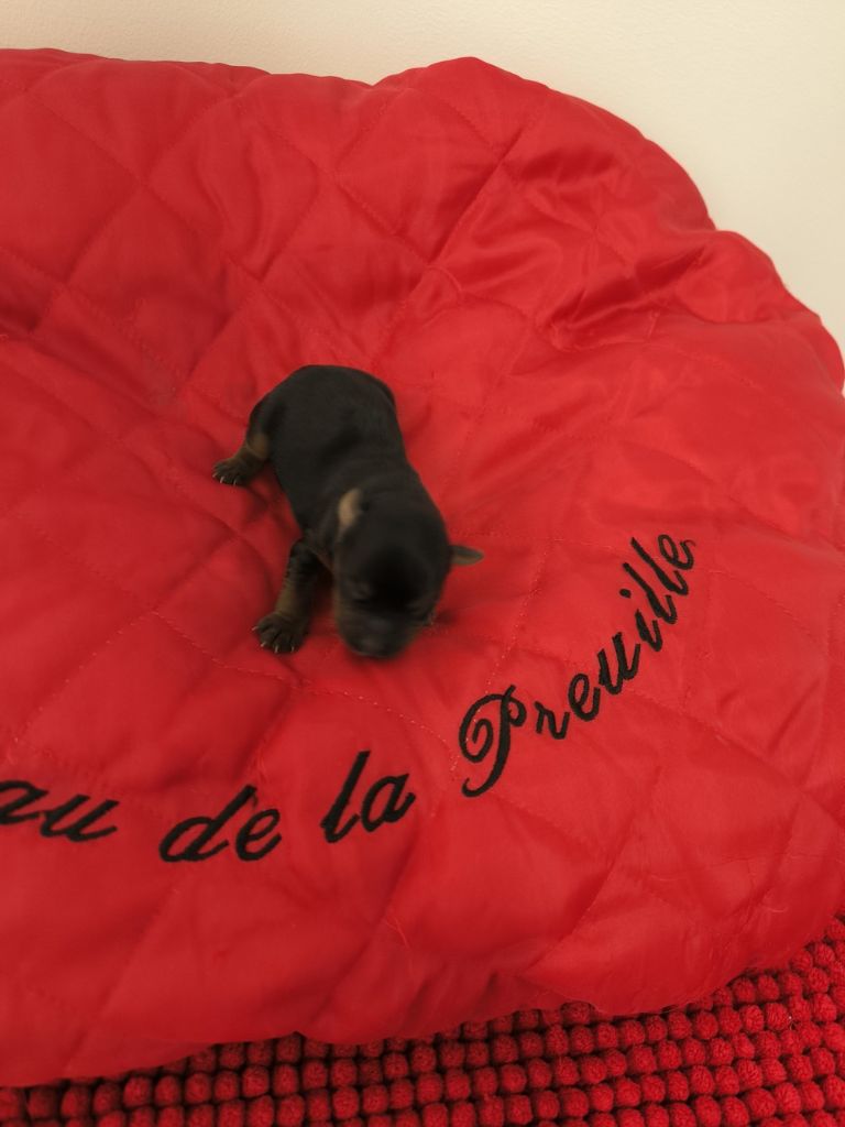 du hameau de la preuille - Chiot disponible  - Yorkshire Terrier