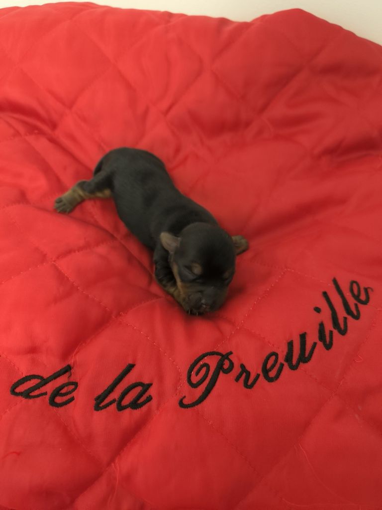 du hameau de la preuille - Chiot disponible  - Yorkshire Terrier