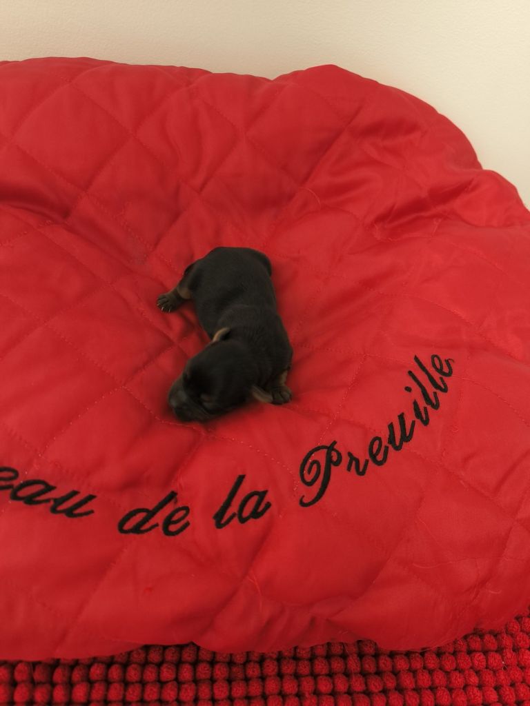 du hameau de la preuille - Chiot disponible  - Yorkshire Terrier