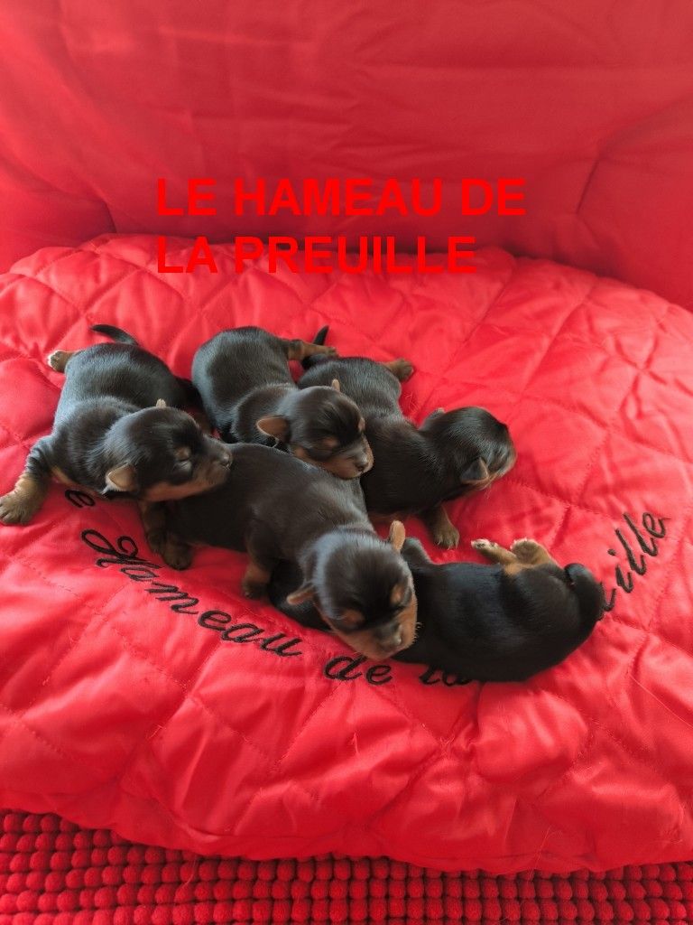 Chiot Yorkshire Terrier du hameau de la preuille