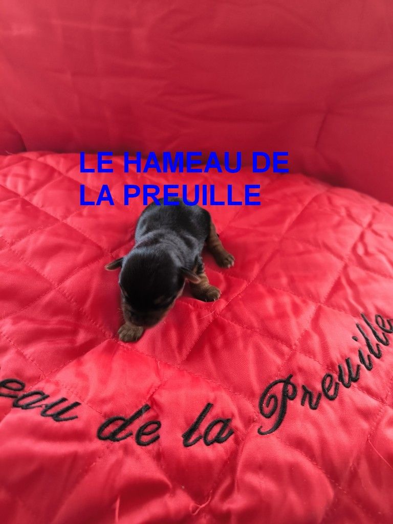 du hameau de la preuille - Chiots disponibles - Yorkshire Terrier