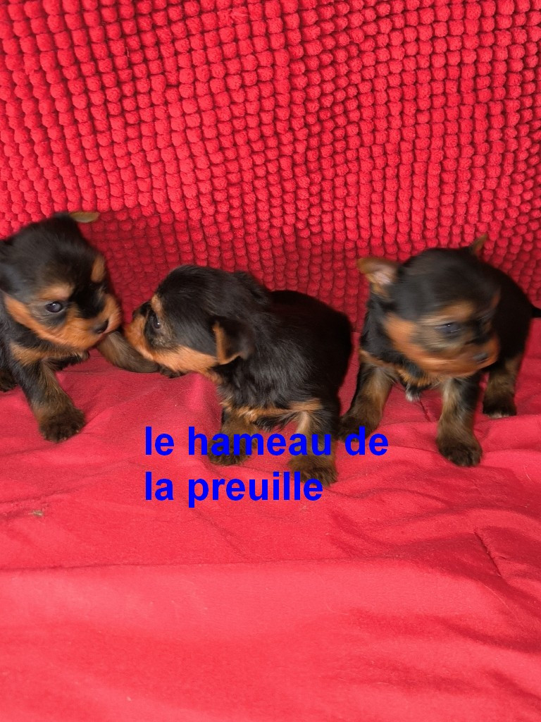 Chiot Yorkshire Terrier du hameau de la preuille