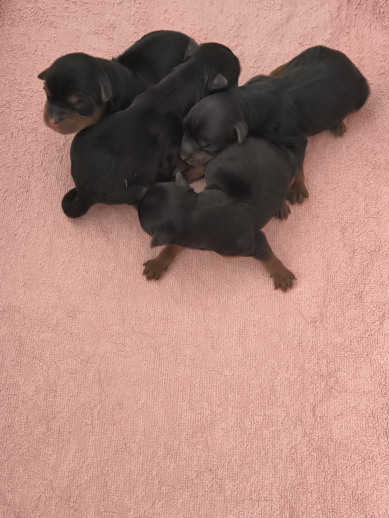 Chiot Yorkshire Terrier du hameau de la preuille