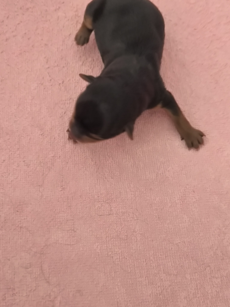 du hameau de la preuille - Chiots disponibles - Yorkshire Terrier
