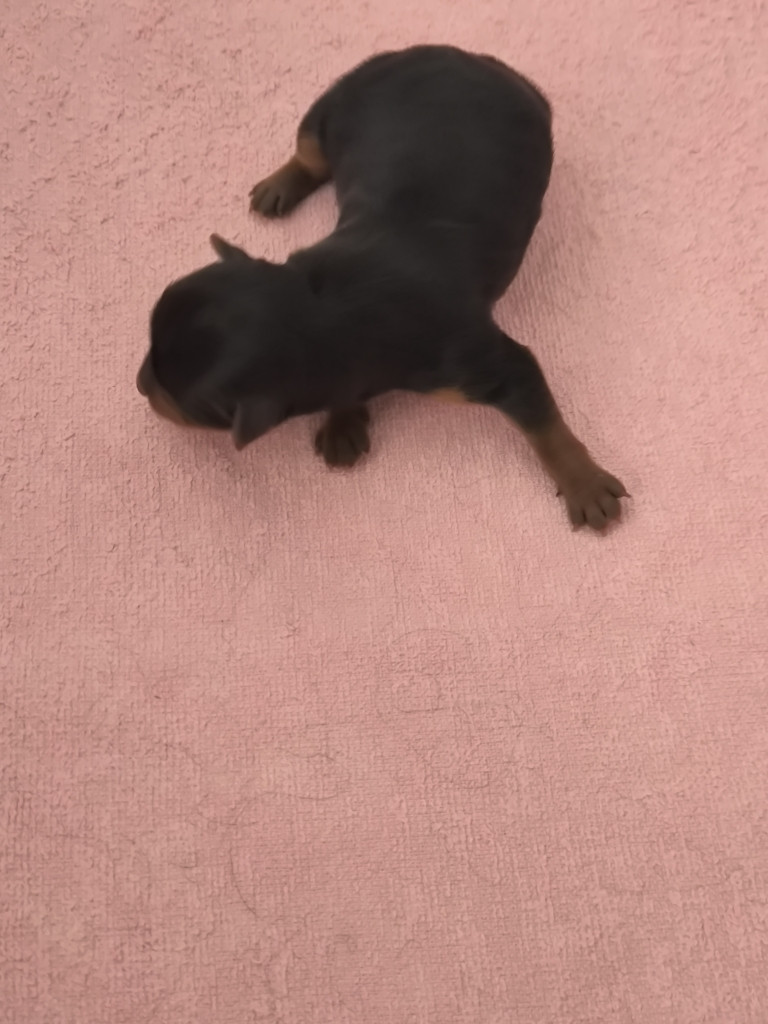 du hameau de la preuille - Chiots disponibles - Yorkshire Terrier