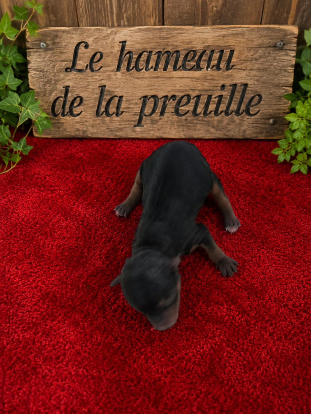 du hameau de la preuille - Chiots disponibles - Yorkshire Terrier