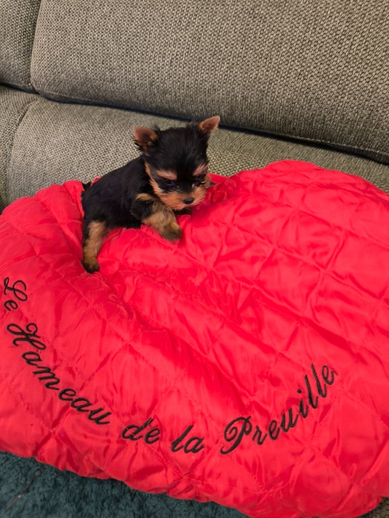 du hameau de la preuille - Chiots disponibles - Yorkshire Terrier