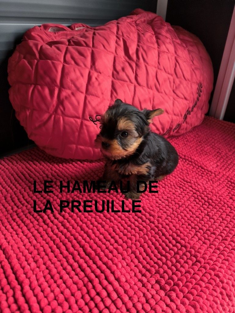 du hameau de la preuille - Chiots disponibles - Yorkshire Terrier