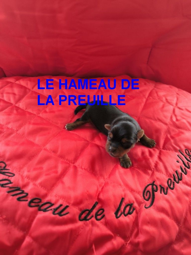 du hameau de la preuille - Chiots disponibles - Yorkshire Terrier