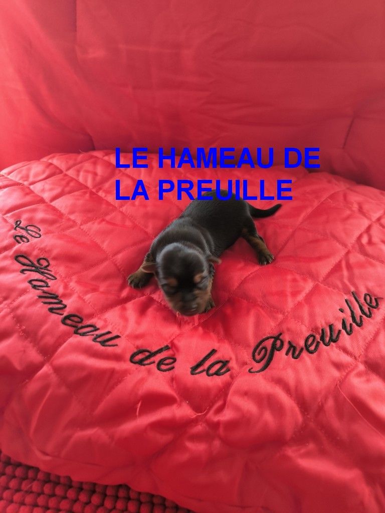 du hameau de la preuille - Chiots disponibles - Yorkshire Terrier
