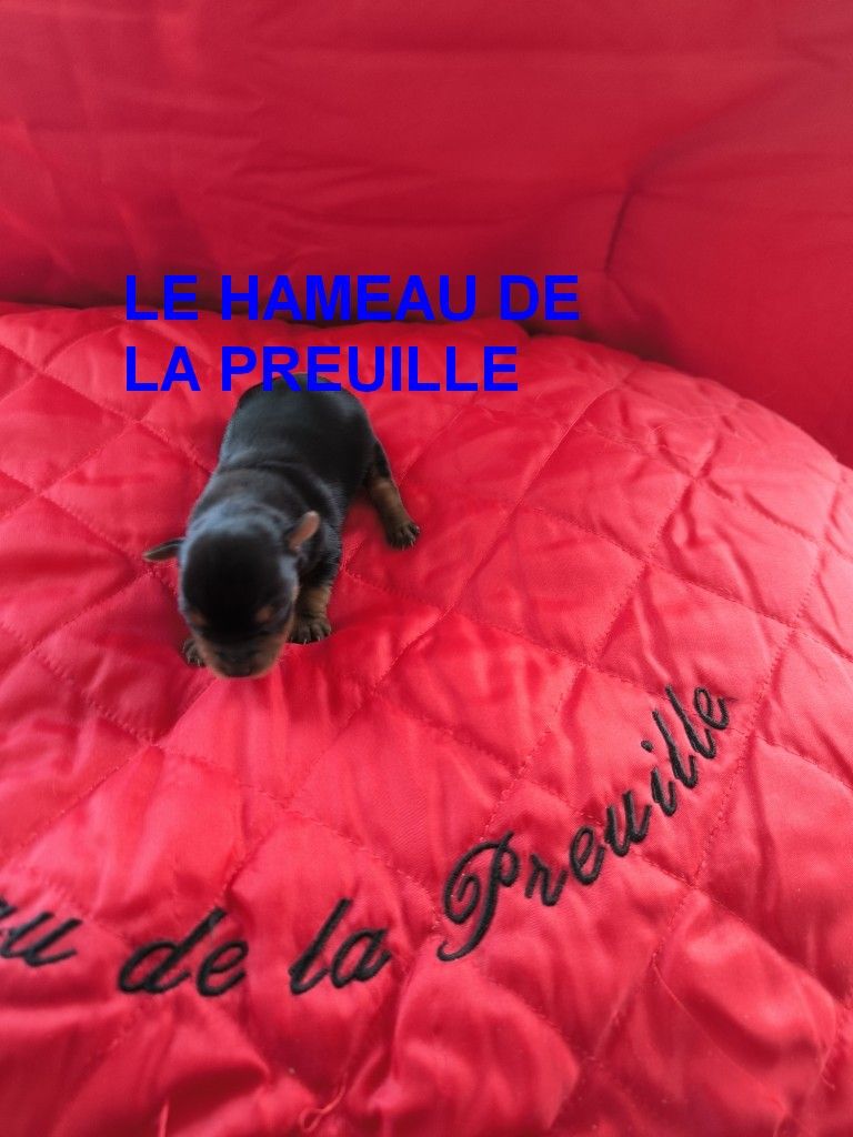 du hameau de la preuille - Chiots disponibles - Yorkshire Terrier