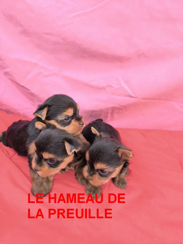 Chiot Yorkshire Terrier du hameau de la preuille