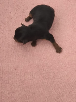 Chiot N°2