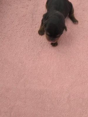 Chiot N°3