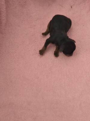 Chiot N°4