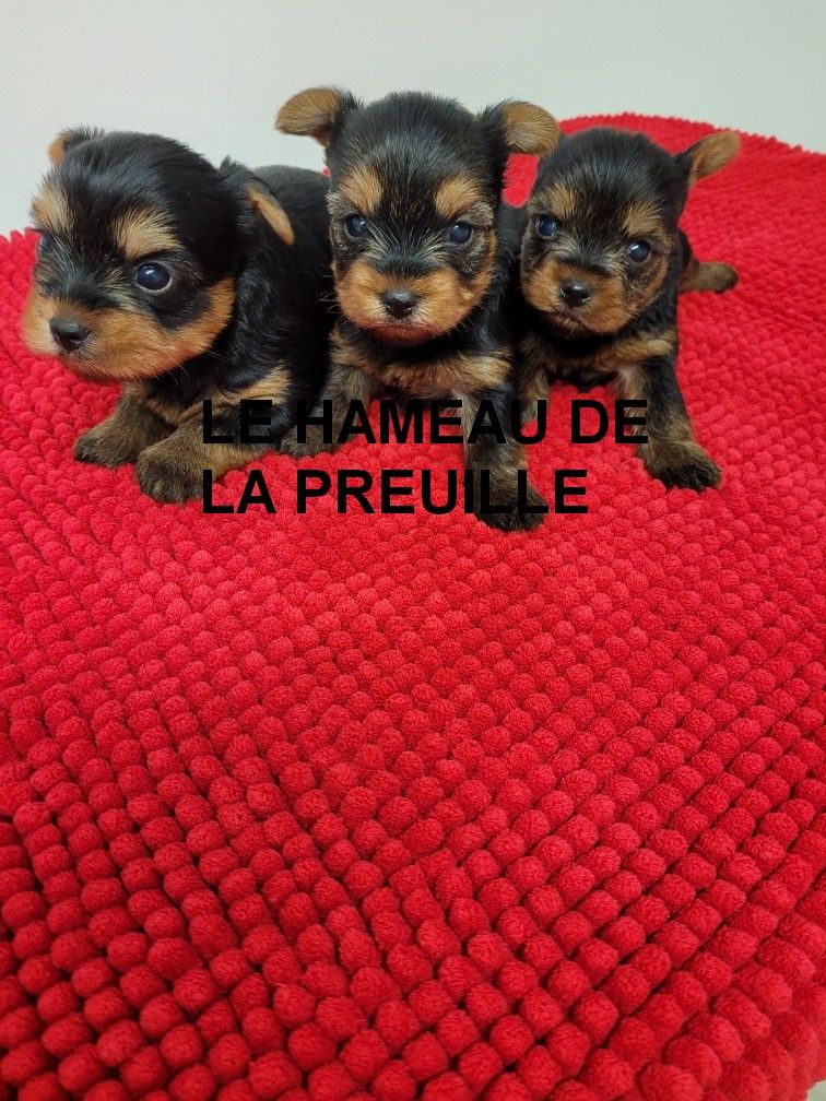 du hameau de la preuille - Yorkshire Terrier - Portée née le 23/01/2025
